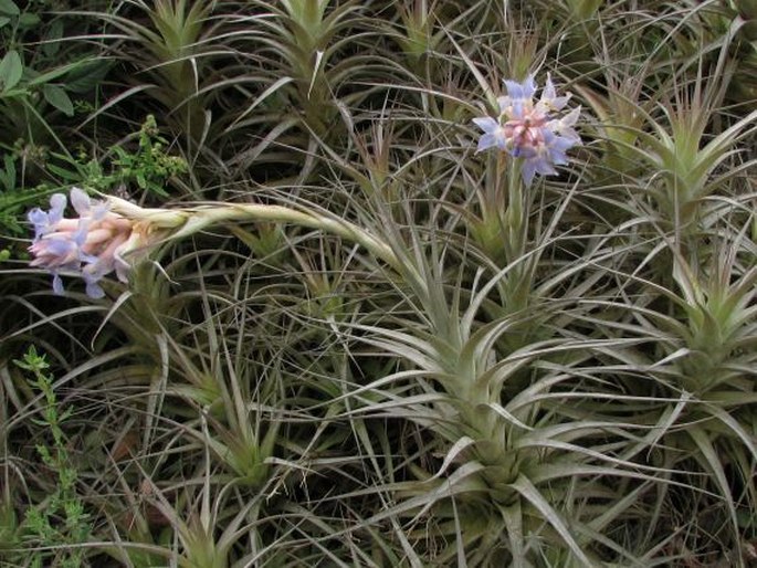 Tillandsia bergeri