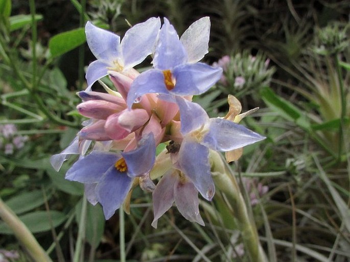 Tillandsia bergeri