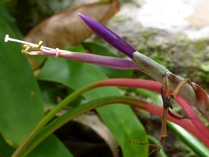 Tillandsia bulbosa