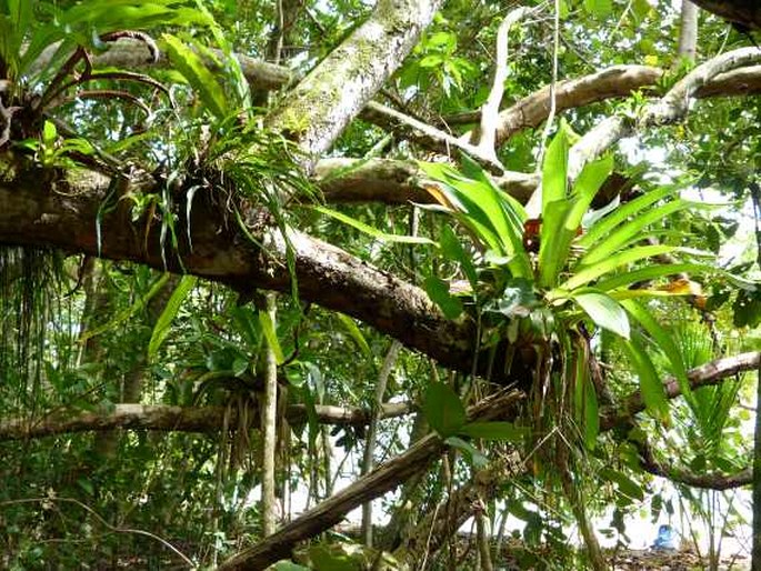 Tillandsia bulbosa