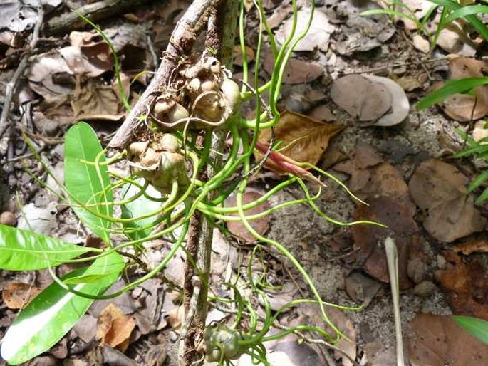 Tillandsia bulbosa