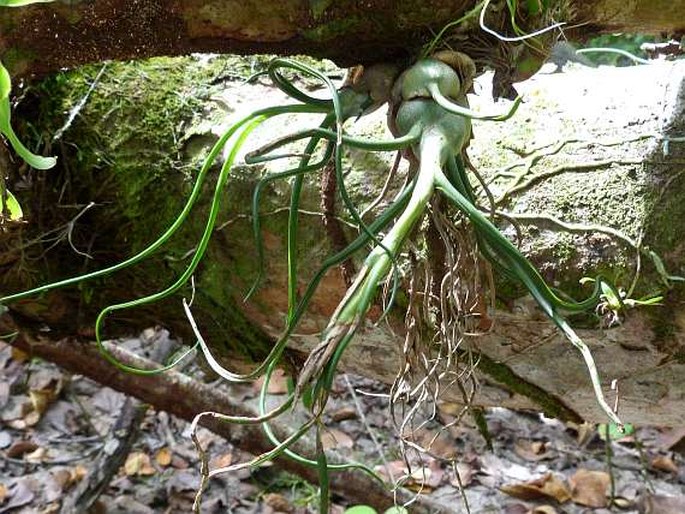 Tillandsia bulbosa