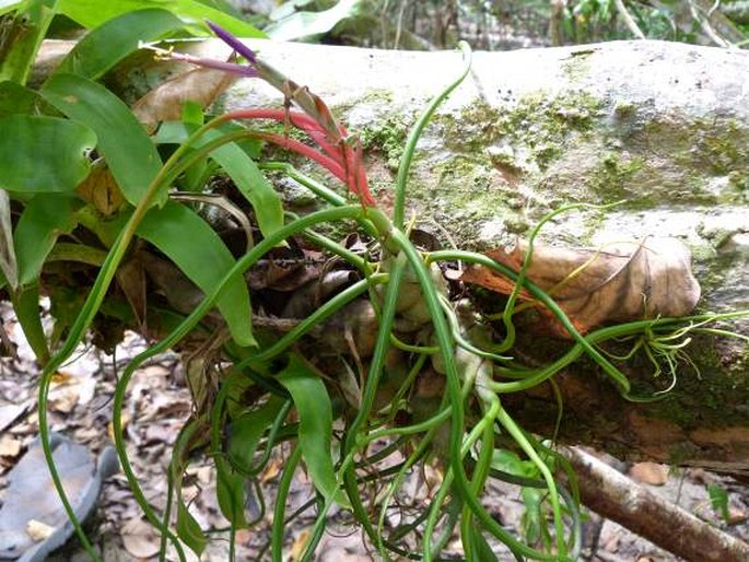 TILLANDSIA BULBOSA Hook. - tillandsie