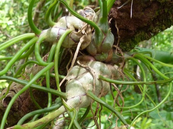 Tillandsia bulbosa