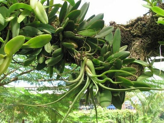 Tillandsia caput-medusae