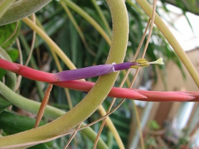 Tillandsia caput-medusae