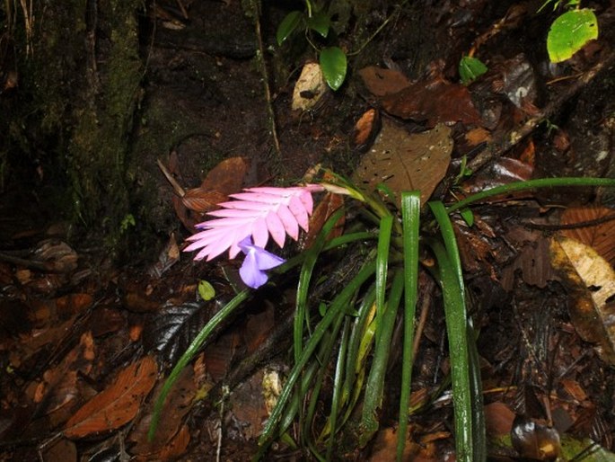 Wallisia pretiosa