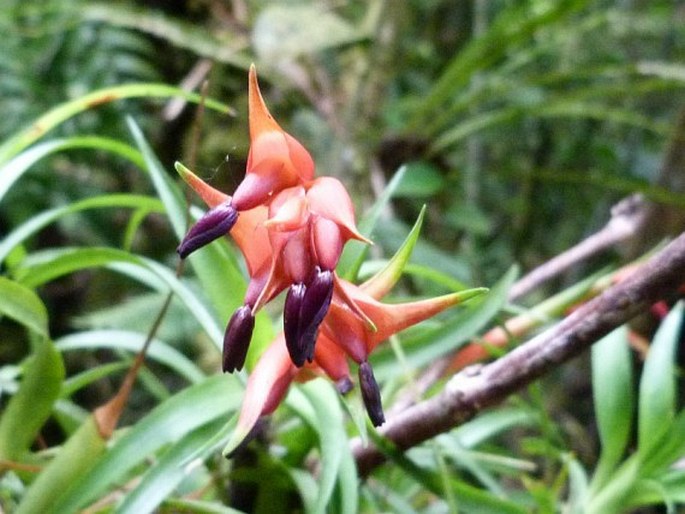 Tillandsia insignis