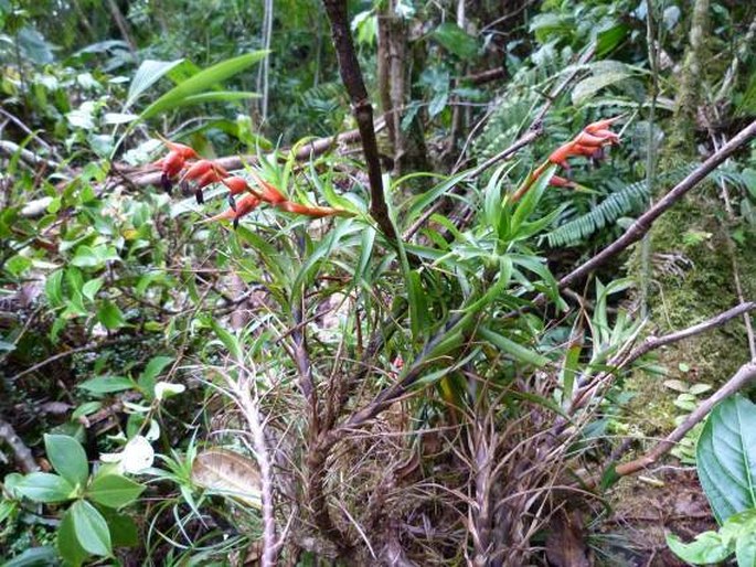 Tillandsia insignis