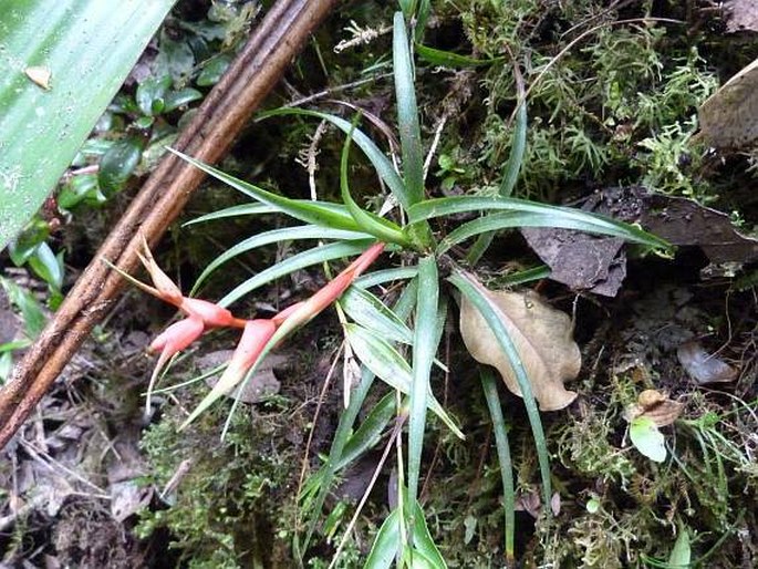 Tillandsia insignis