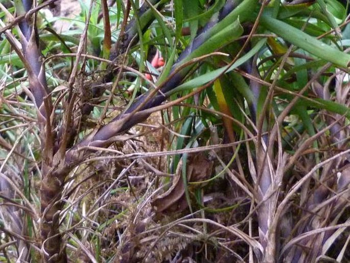 Tillandsia insignis