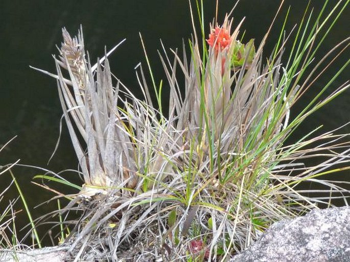 Tillandsia turneri