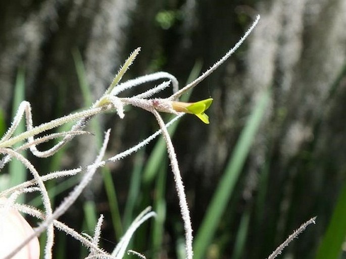 Tillandsia usneoides