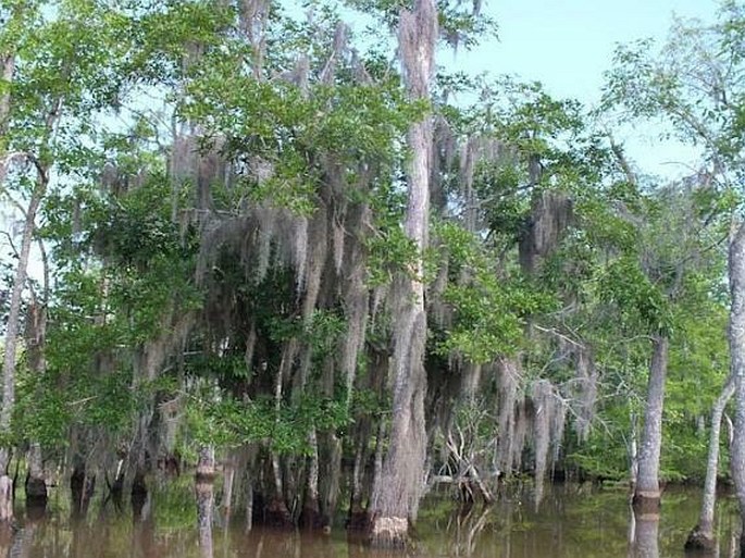 Live Spanish Moss Bromeliad Air Plant Tillandsia EASY CARE, Grandpas Beard,  Tillandsia Usneoides, Hanging Plant on a 8D of Round Wood Rope. -   Canada in 2024