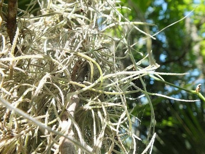 Live Spanish Moss Bromeliad Air Plant Tillandsia EASY CARE, Grandpas Beard,  Tillandsia Usneoides, Hanging Plant on a 8D of Round Wood Rope. -   Canada in 2024