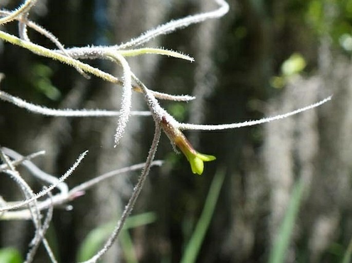 Live Spanish Moss Bromeliad Air Plant Tillandsia EASY CARE, Grandpas Beard,  Tillandsia Usneoides, Hanging Plant on a 8D of Round Wood Rope. -   Canada in 2024