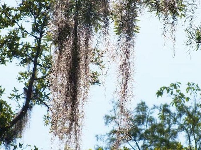 Live Spanish Moss Bromeliad Air Plant Tillandsia EASY CARE, Grandpas Beard,  Tillandsia Usneoides, Hanging Plant on a 8D of Round Wood Rope. -   Canada in 2024