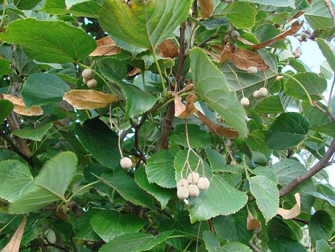 Tilia maximowicziana