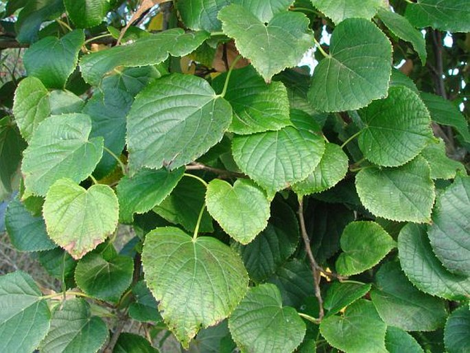 Tilia maximowicziana