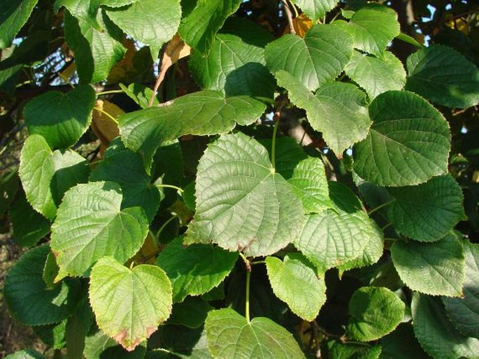 TILIA MAXIMOWICZIANA Shiras.