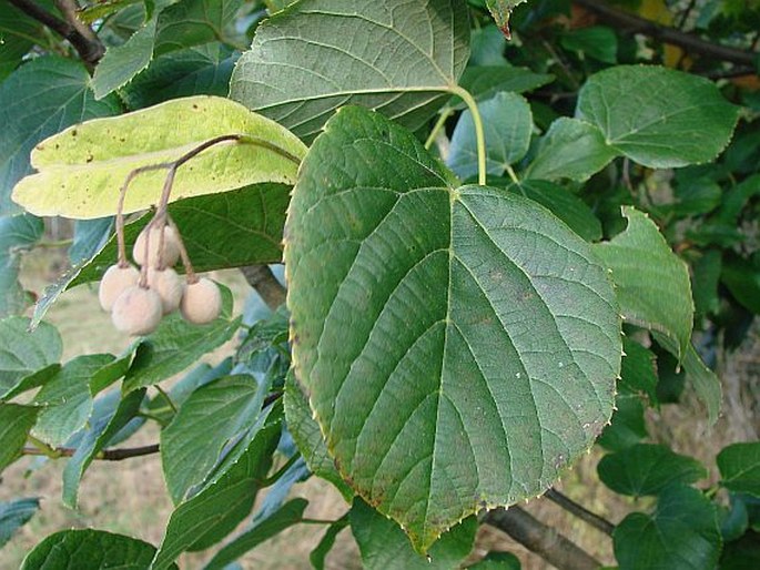 Tilia maximowicziana