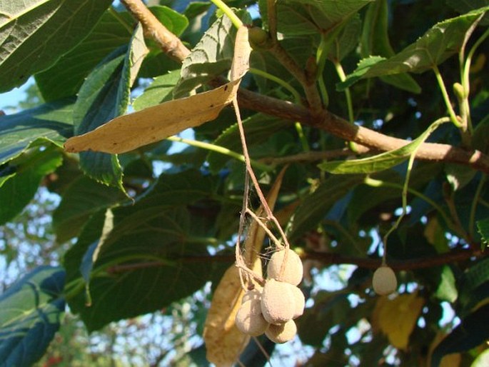 Tilia maximowicziana