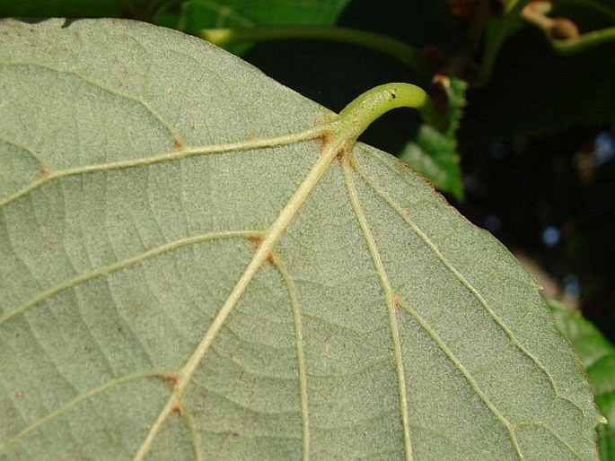 Tilia maximowicziana