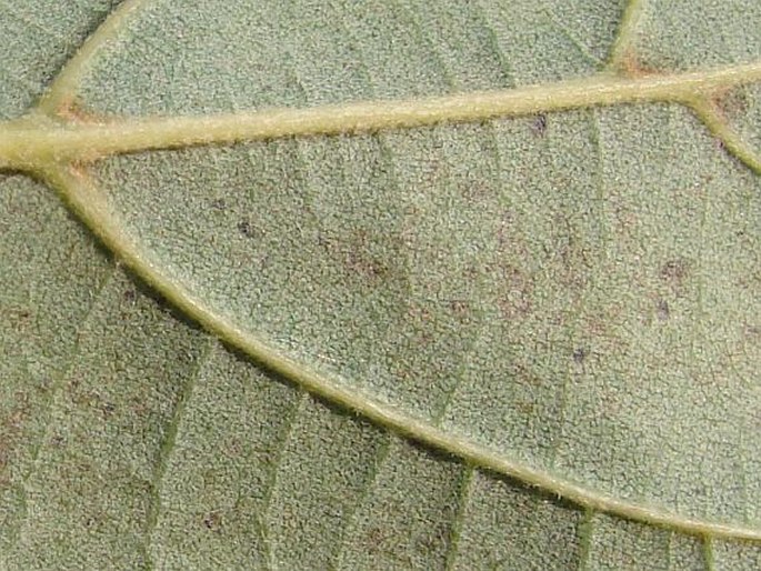 Tilia maximowicziana