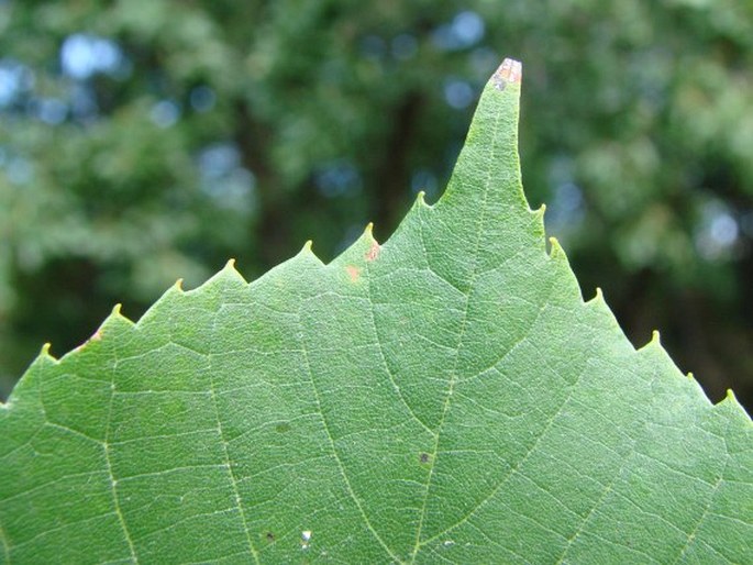 Tilia ×moltkei