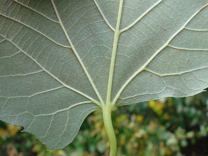 Tilia ×moltkei