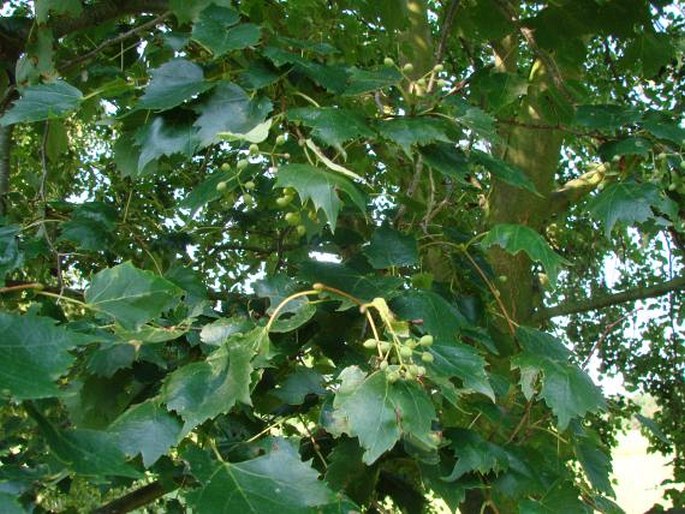 Tilia mongolica