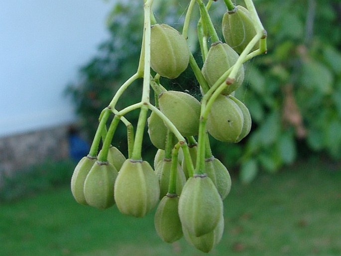 Tilia nobilis
