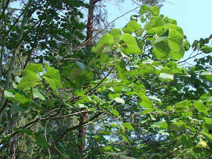 Tilia oliveri