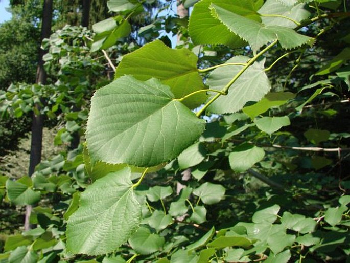 Tilia oliveri