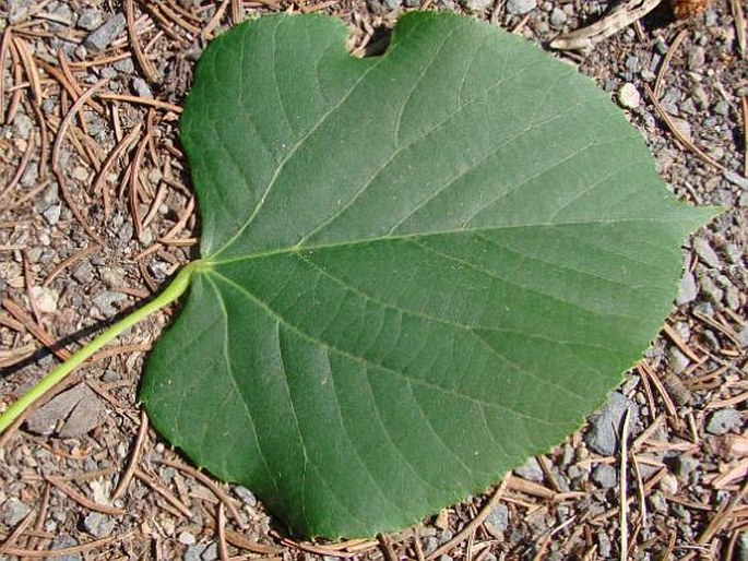 Tilia oliveri