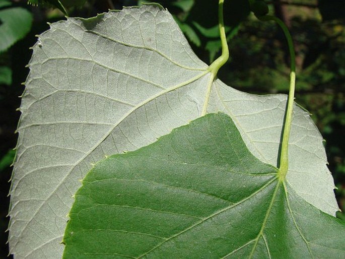 Tilia oliveri