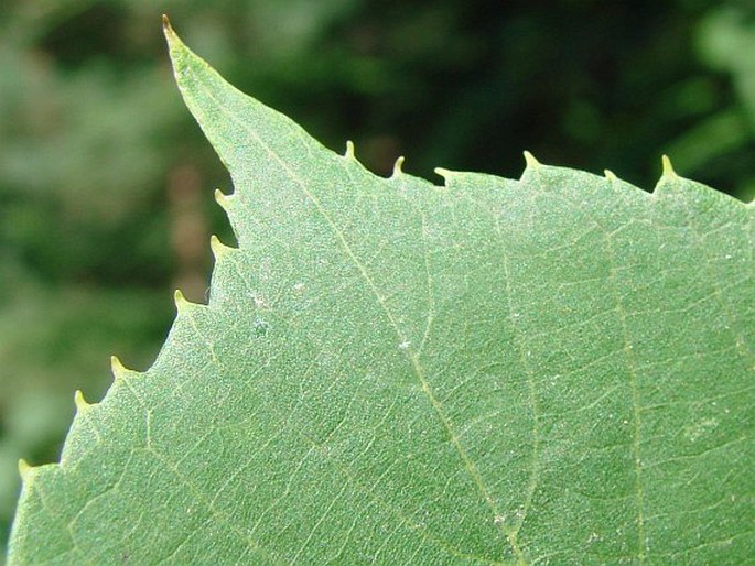 Tilia oliveri