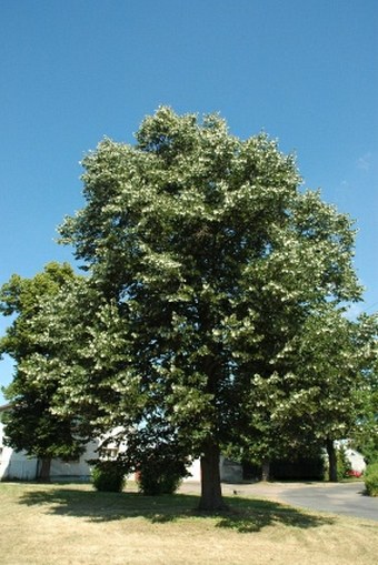 Tilia tomentosa