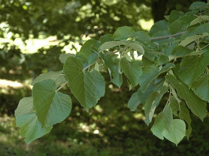 Tilia tomentosa