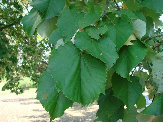 TILIA TOMENTOSA var. VITIFOLIA Pigott