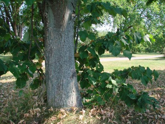 Tilia tomentosa var. vitifolia