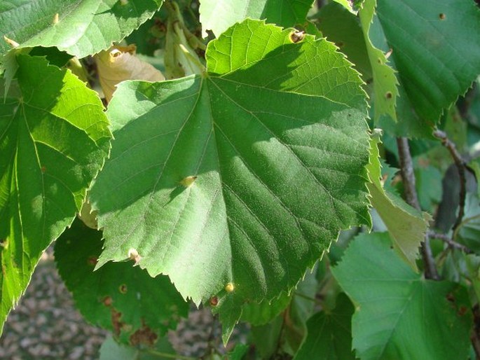 Tilia tomentosa var. vitifolia