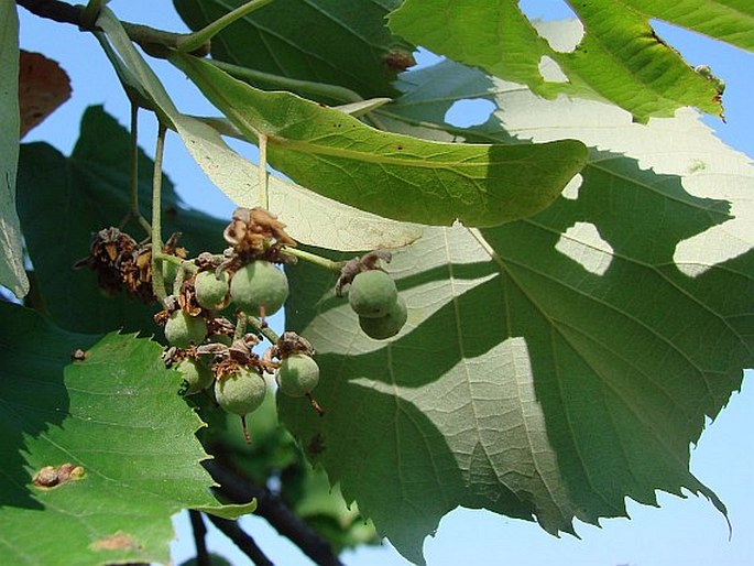 Tilia tomentosa var. vitifolia