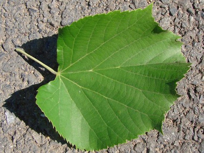 Tilia tomentosa var. vitifolia