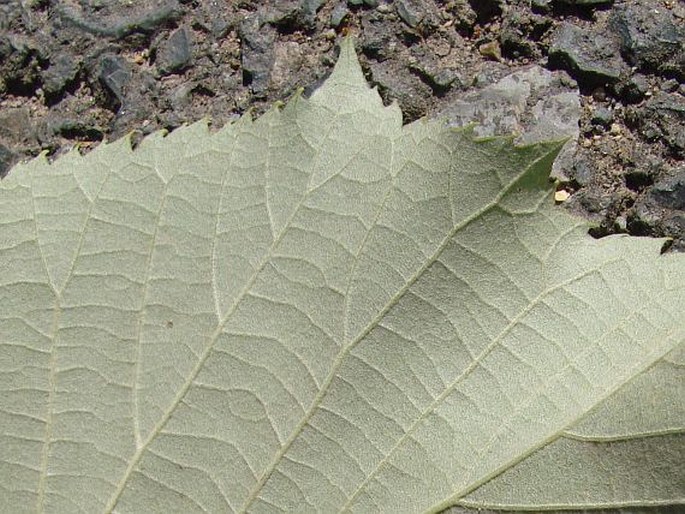 Tilia tomentosa var. vitifolia