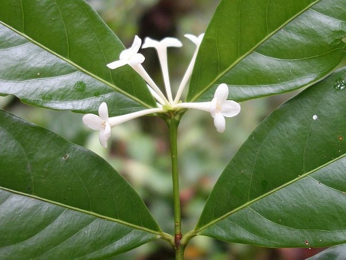 Phaleria nisidai