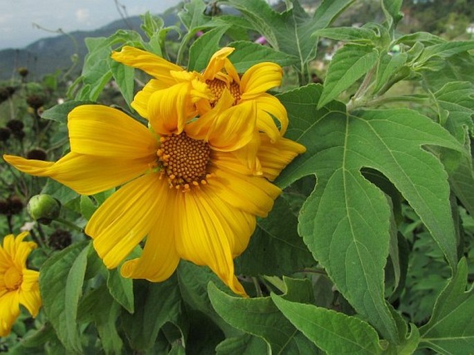 TITHONIA DIVERSIFOLIA (Hemsl.) A. Gray