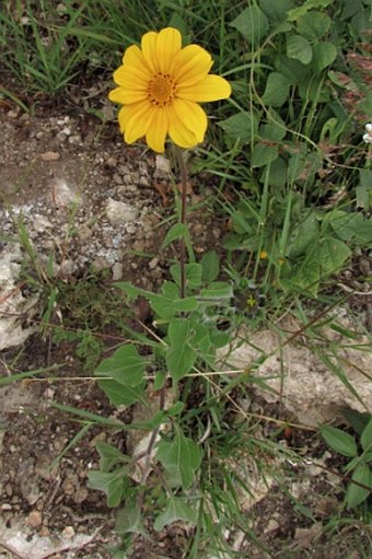 Tithonia tubaeformis