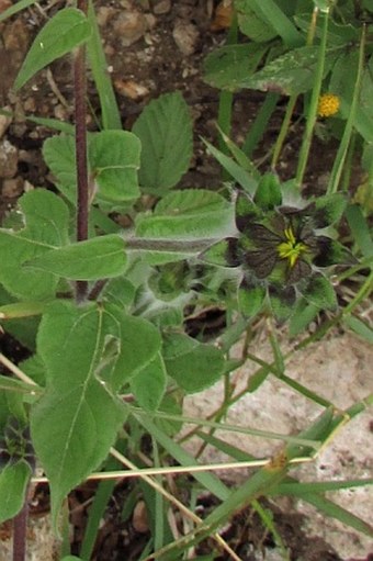 Tithonia tubaeformis