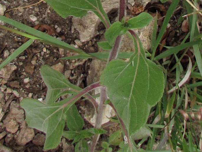 Tithonia tubaeformis